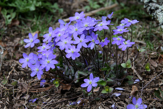 Hepatica acutiloba <br>SHARP LOBED HEPATICA, LIVERWORT