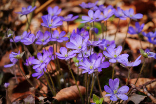 Hepatica acutiloba <br>SHARP LOBED HEPATICA, LIVERWORT