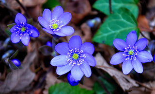 Hepatica acutiloba <br>SHARP LOBED HEPATICA, LIVERWORT