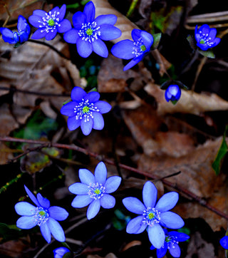 Hepatica acutiloba <br>SHARP LOBED HEPATICA, LIVERWORT