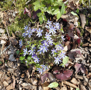 Hepatica acutiloba <br>SHARP LOBED HEPATICA, LIVERWORT