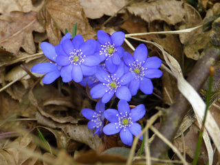 Hepatica acutiloba <br>SHARP LOBED HEPATICA, LIVERWORT