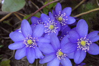 Hepatica acutiloba <br>SHARP LOBED HEPATICA, LIVERWORT