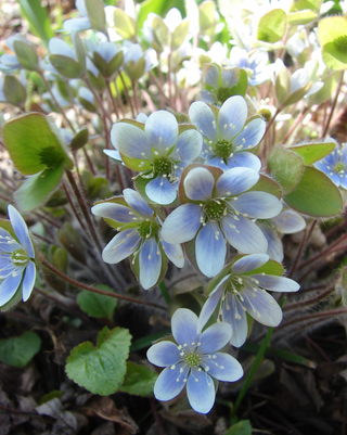 Hepatica acutiloba <br>SHARP LOBED HEPATICA, LIVERWORT