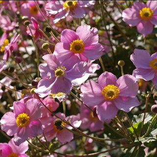 Anemone hupehensis <br>PINK JAPANESE ANEMONE