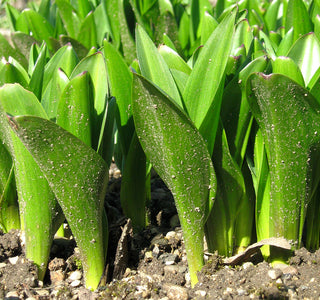 Colchicum autumnale <br>AUTUMN CROCUS, MEADOW SAFFRON, NAKED LADY