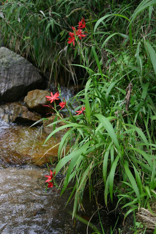 Hesperantha coccinea <br>CRIMSON FLAG LILY