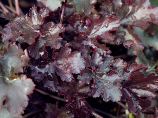 Heuchera <br>PALACE PURPLE CORAL BELLS