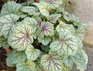 Heuchera <br>MARBLE CORAL BELLS