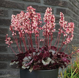 coral bells pink red leaves