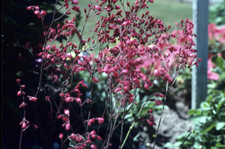 Heuchera <br>CORAL BELLS FLOWERS MIX