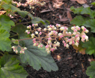 Heuchera <br>CORAL BELLS FLOWERS MIX