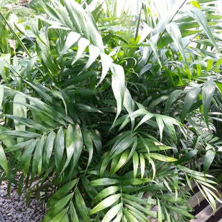 Chamaedorea elegans Parlor Palm