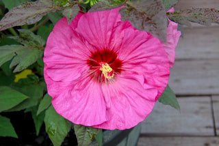 Hibiscus moscheutos <br>HARDY HIBISCUS MIX