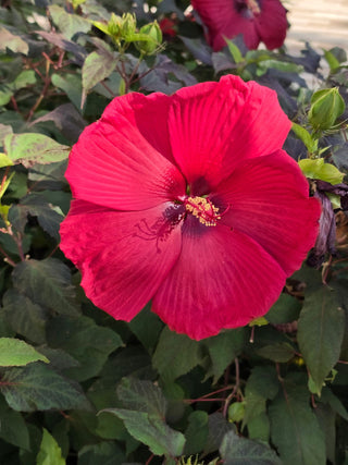 Hibiscus moscheutos <br>HARDY HIBISCUS MIX
