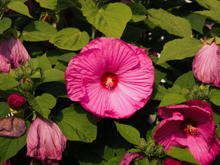 Hibiscus moscheutos <br>HARDY HIBISCUS MIX