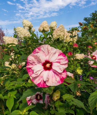 Hibiscus moscheutos <br>HARDY HIBISCUS MIX