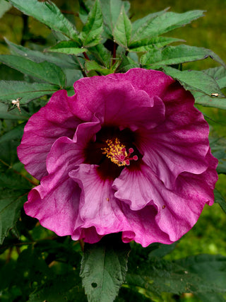 Hibiscus moscheutos <br>HARDY HIBISCUS MIX