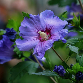 Hibiscus syriacus <br>ROSE OF SHARON, ROSE OF ALTHEA