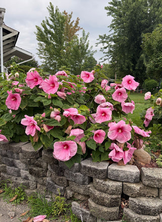 Hibiscus moscheutos <br>HARDY HIBISCUS MIX