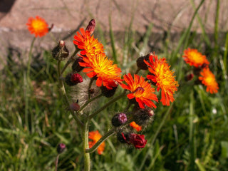 Hieracium aurantiacum <br>ORANGE HAWKWEED