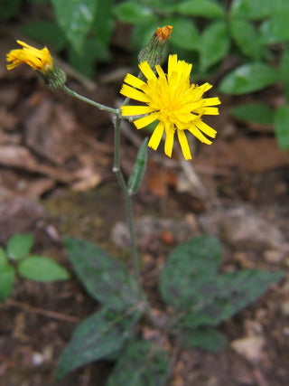 Hieracium maculatum <br>SPOTTED HAWKWEED