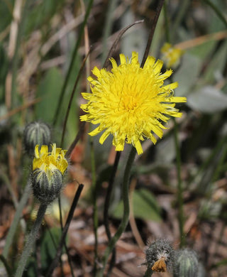 Hieracium pilosella <br>MOUSE-EAR HAWKWEED