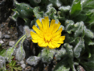 Hieracium villosum <br>WOOLLY HAWKWEED