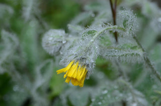 Hieracium villosum <br>WOOLLY HAWKWEED