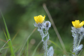 Hieracium villosum <br>WOOLLY HAWKWEED