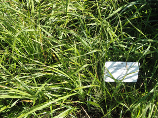 Hierochloe odorata, Anthoxanthum nitens <br>SWEET GRASS, VANILLA GRASS, HOLY GRASS