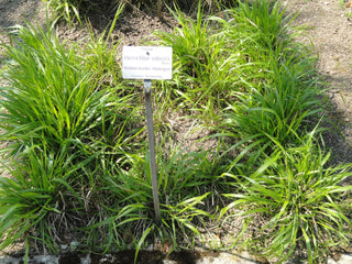 Hierochloe odorata, Anthoxanthum nitens <br>SWEET GRASS, VANILLA GRASS, HOLY GRASS