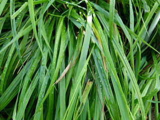 Hierochloe odorata, Anthoxanthum nitens <br>SWEET GRASS, VANILLA GRASS, HOLY GRASS