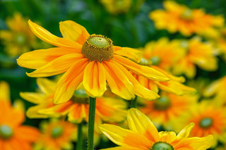 Rudbeckia hirta <br>RUDBECKIA 'PRAIRIE SUN'