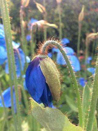 Meconopsis sheldonii 'Lingholm' <br>BLUE POPPY