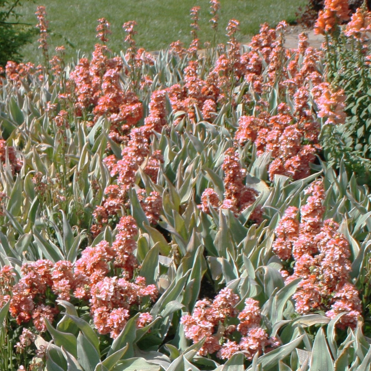 APRICOT SCENTED STOCK Matthiola incana – Ferri Seeds