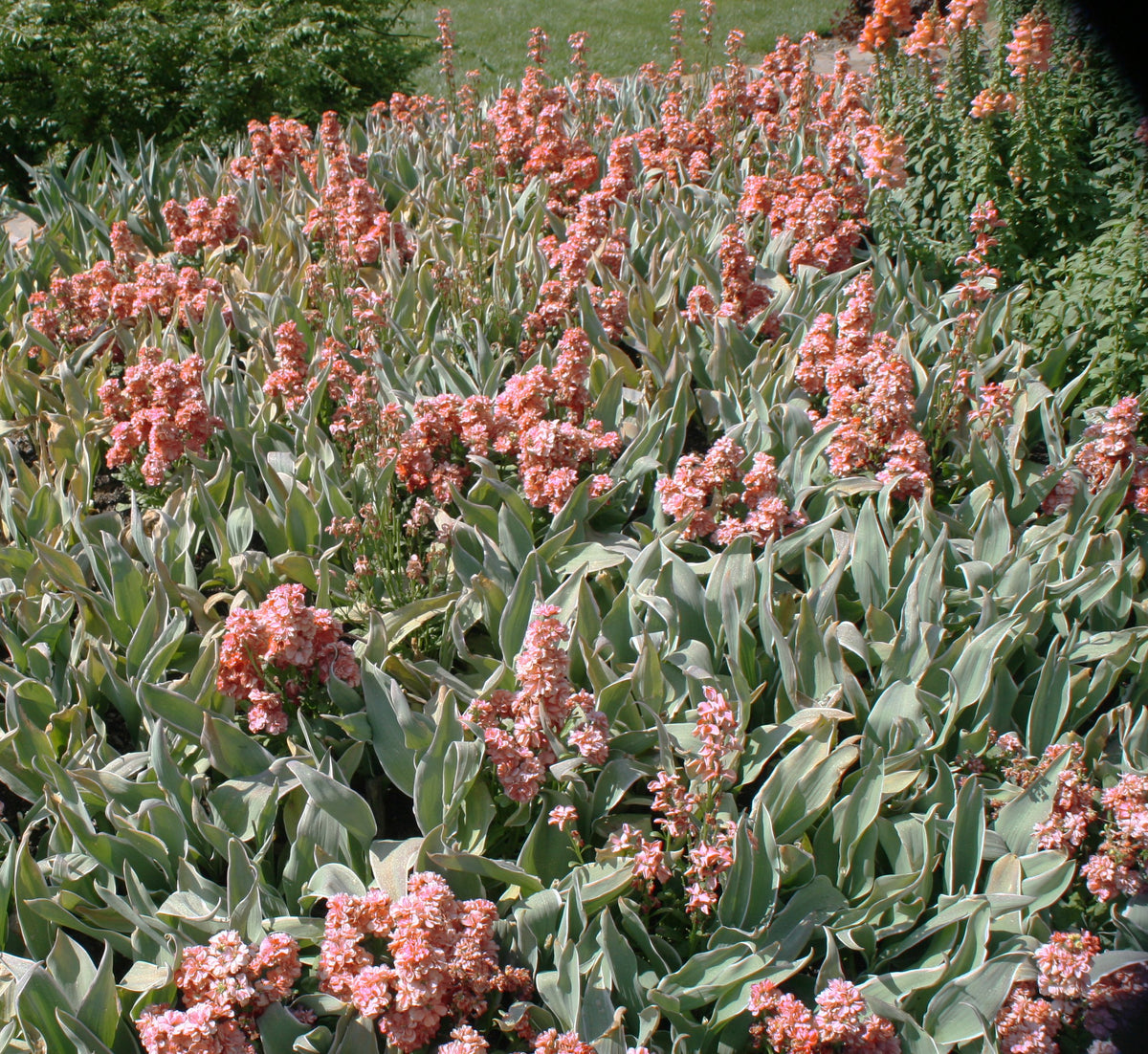 APRICOT SCENTED STOCK Matthiola incana – Ferri Seeds