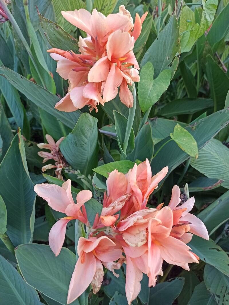 Dwarf Canna Lily Mix, Tulip World