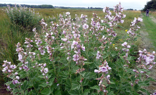 MARSHMALLOW <br>Althaea officinalis