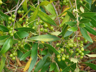 CANINO OLIVE TREE <br>Olea europaea