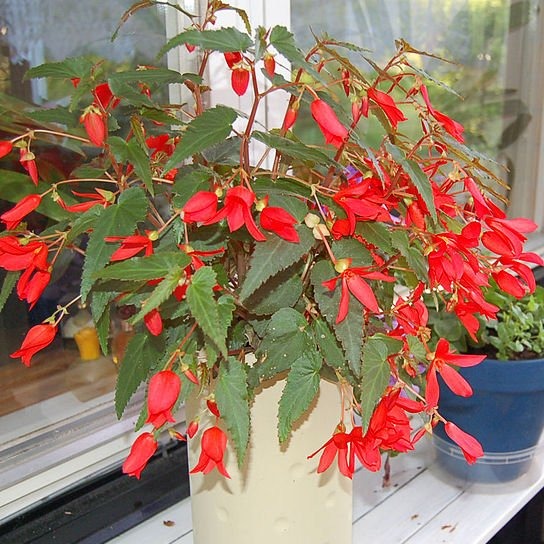 BEGONIA GROOVY RED Tuberous boliviensis – Ferri Seeds