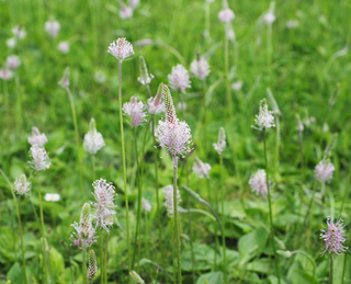 Plantago media <br>HOARY PLANTAIN