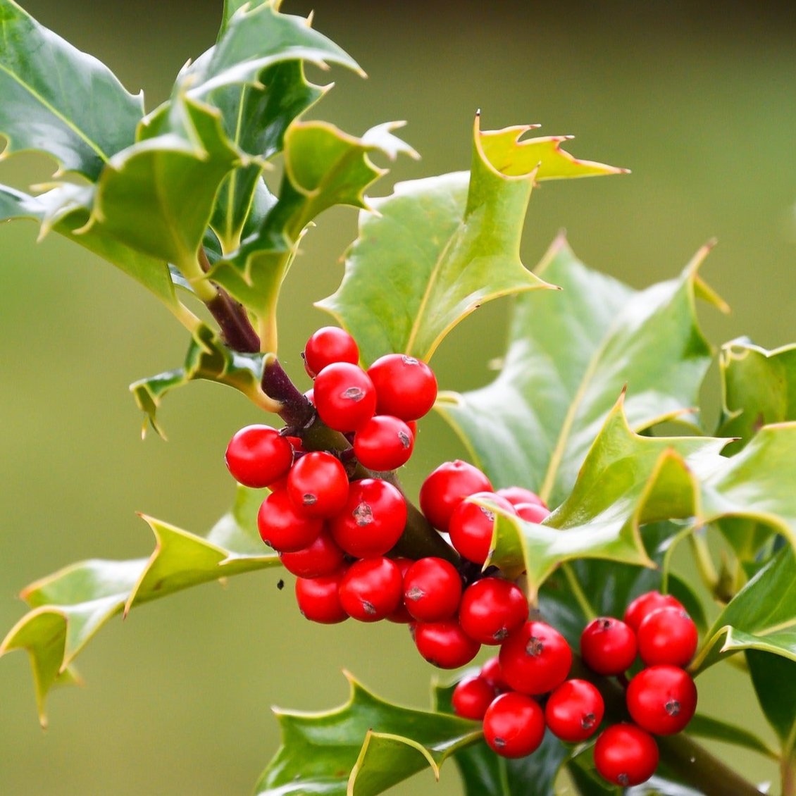 holly house plant Ilex opaca AMERICAN HOLLY – Ferri Seeds