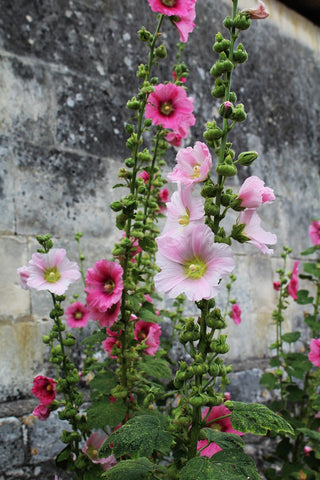 Alcea rosea <br>HOLLYHOCK MIX