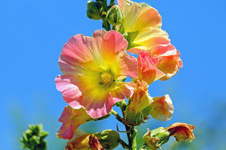 Alcea rosea <br>HOLLYHOCK MIX