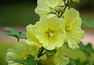 Alcea rosea <br>HOLLYHOCK MIX