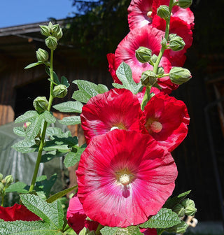 Alcea rosea <br>HOLLYHOCK MIX