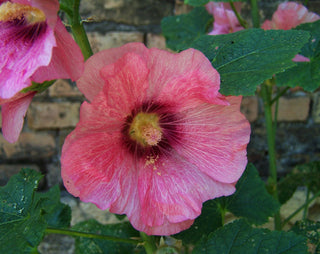 Alcea ficifolia <br>HOLLYHOCK MIX