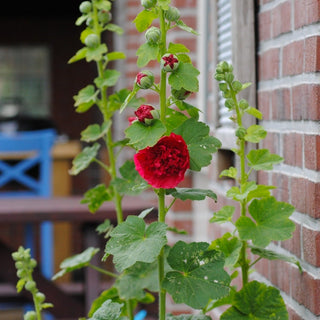 Alcea rosea <br>SCARLET CHATER'S DOUBLE HOLLYHOCK