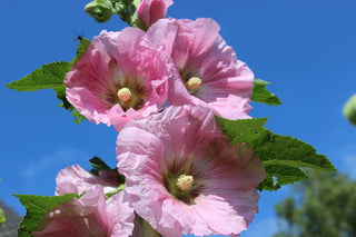 Alcea rosea <br>HOLLYHOCK MIX